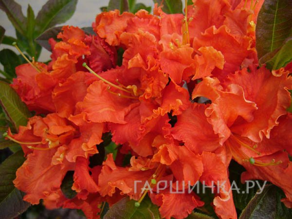 Рододендрон Spanish Dancer