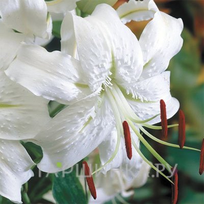 Лилия Альбум видовая/ 2 шт