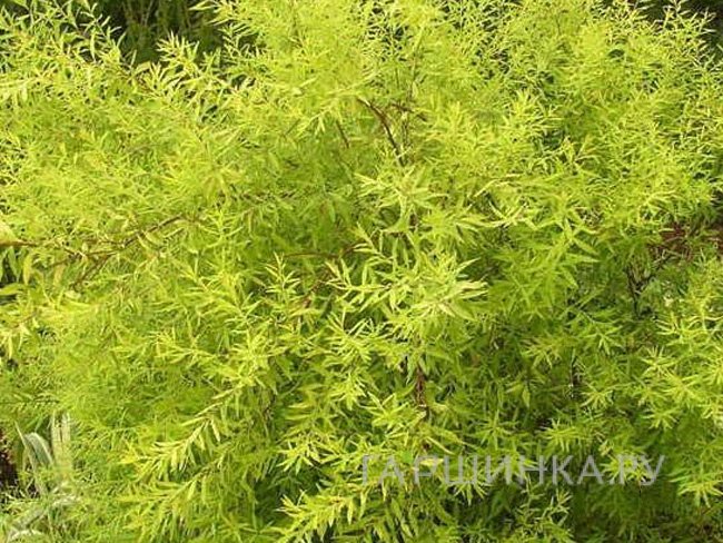 Спирея Тунберга Ogon