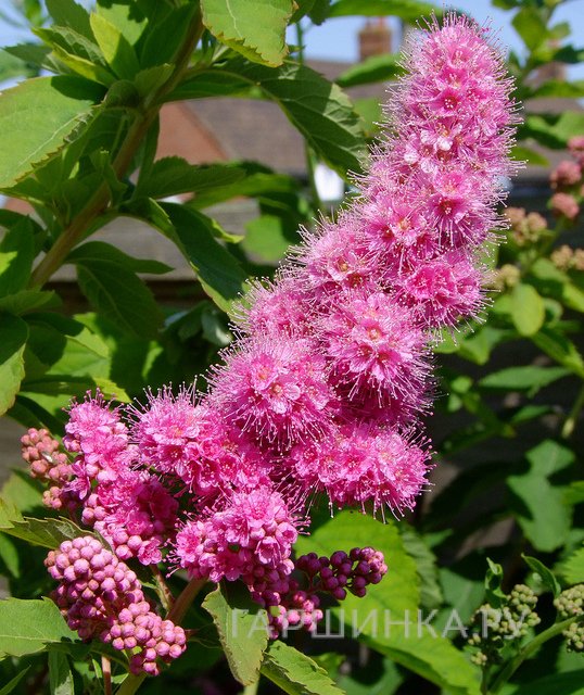 Спирея Билларда