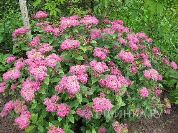 Спирея густоцветковая