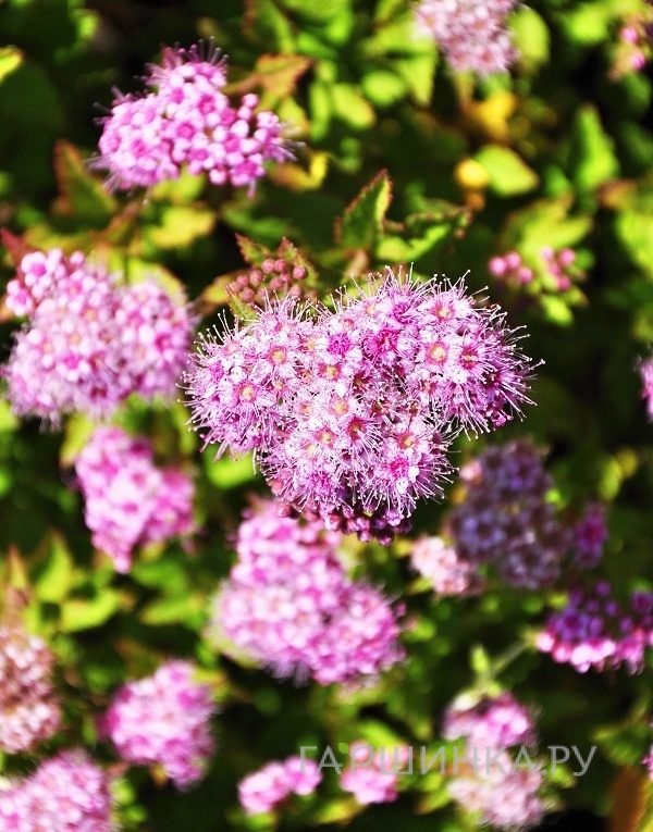 Спирея японская Джапаниз Дворф