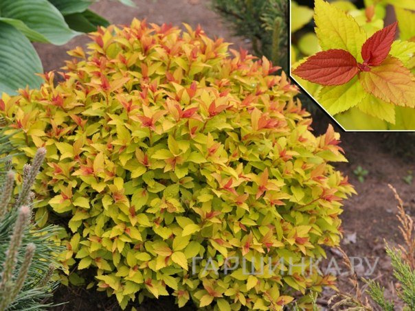 Спирея японская Файерлайт