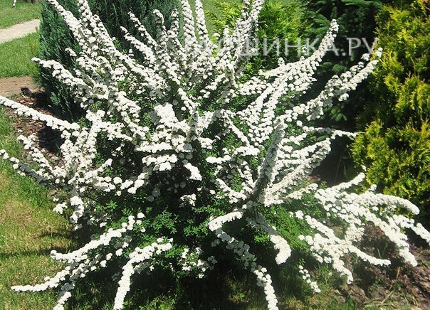 Спирея ниппонская Сноумаунд