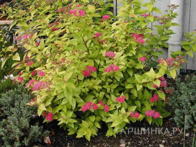 Спирея Кэндлайт японская