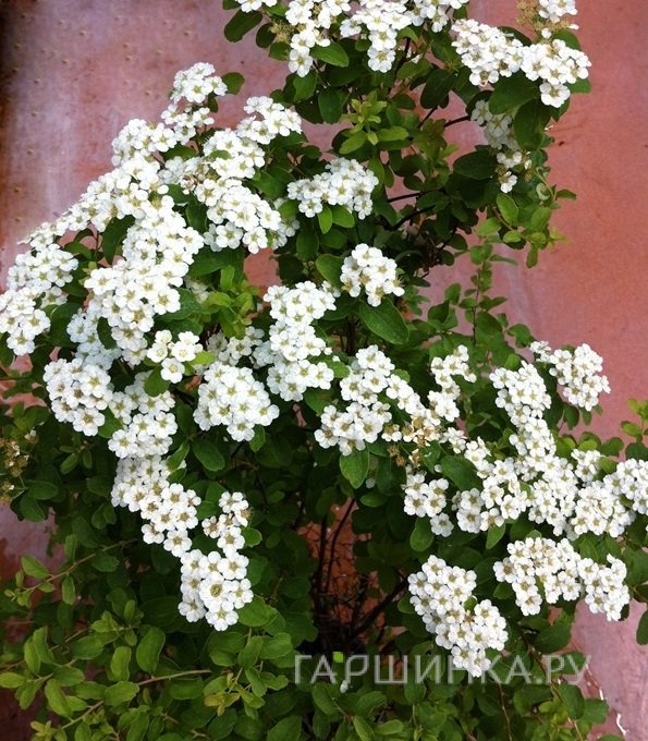 Спирея ниппонская Халвардс Сильвер