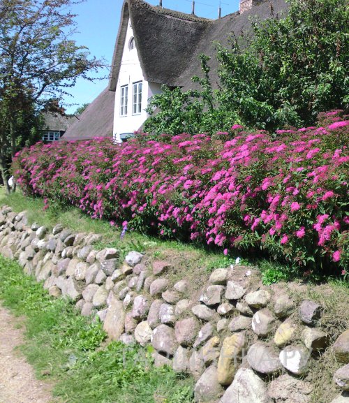 Спирея Неон Флэш