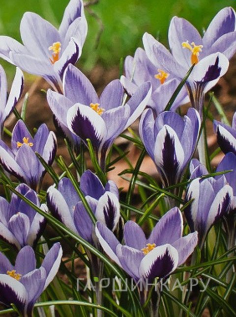 Крокус Спринг Бьюти 15 шт