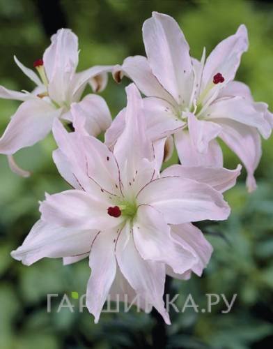 Лилия Сприн Пинк азиатская махровая/ 2шт