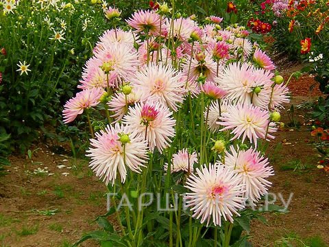 Георгина Старс Леди бордюрная