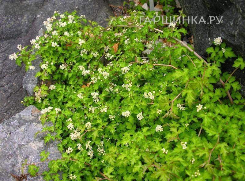 Стефанандра Криспа