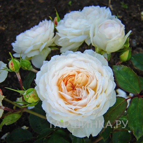 Роза Стефани Баронин цу Гуттенберг чайно-гибридная, Тантау (лиц)