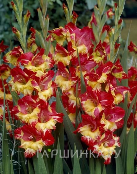 Гладиолус Стререо 5шт.
