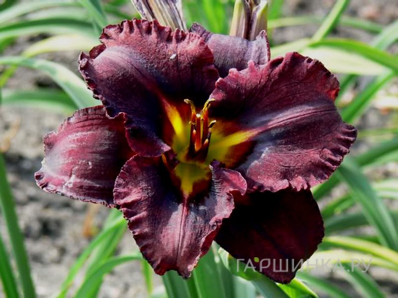 Лилейник Блэк Стокингс