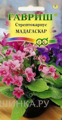 Стрептокарпус гибридный Мадагаскар, смесь 5 шт. гранул. пробирка
