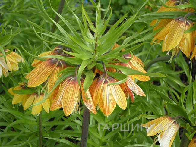 Рябчик императорский Страйпед Бьюти