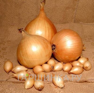 Лук-севок Стурон (длинный желтый) 0,5 кг