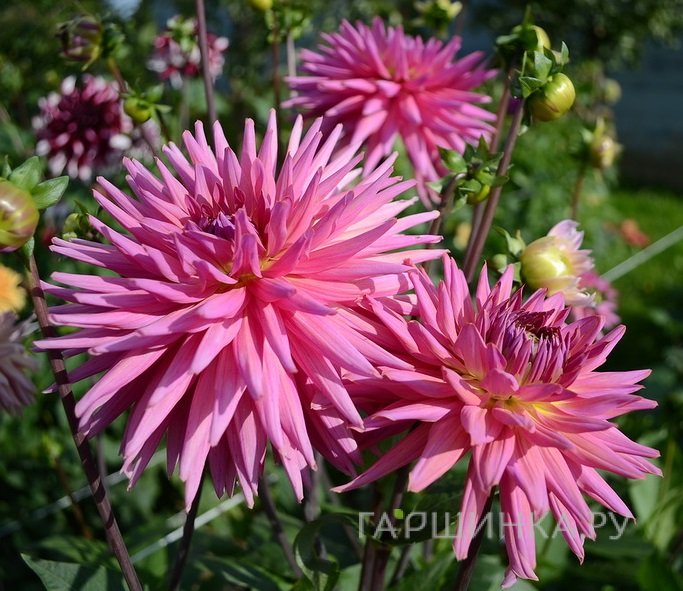 Георгина Шугар Даймонд кактусовидная