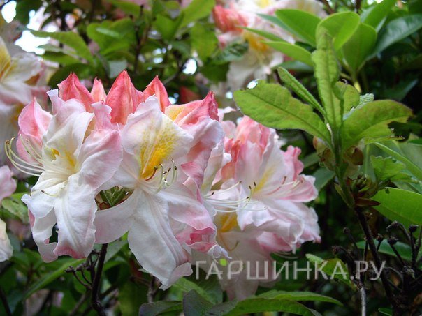 Рододендрон Sylphides