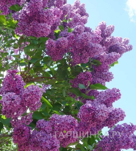 Сирень Сумерки