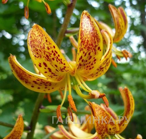 Лилия Санни Монинг кудреватая