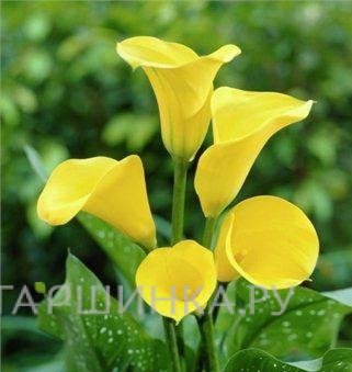 Калла Саншайн