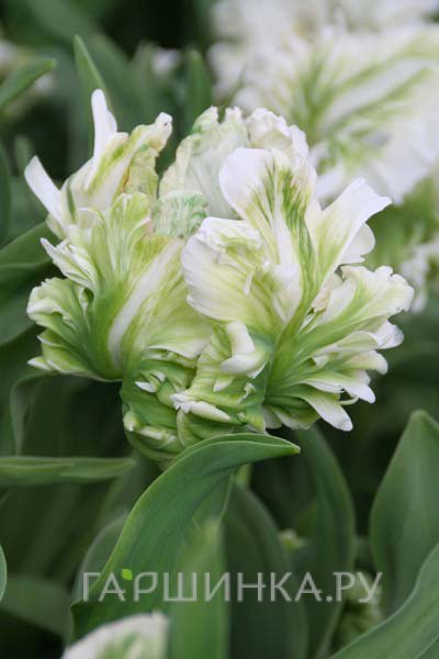 Тюльпан Супер Пэррот попугайный 5шт