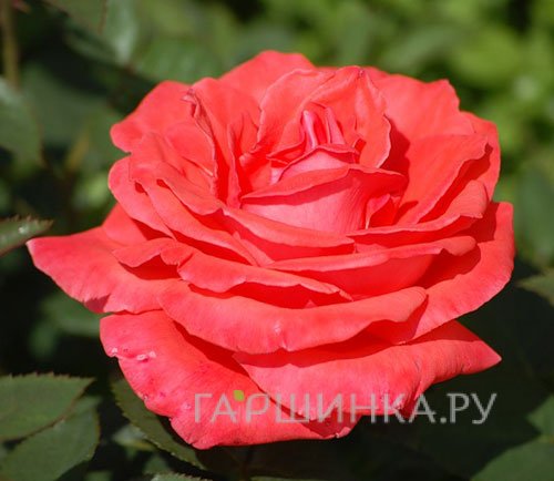 Роза Супер Стар чайно-гибридная, Тантау (лиц)