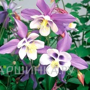 Аквилегия гибридная Сван Лавендер