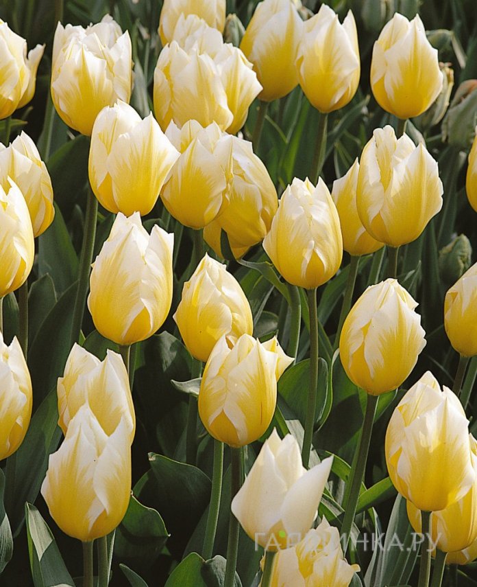 Тюльпан Свитхарт Фостера 5шт