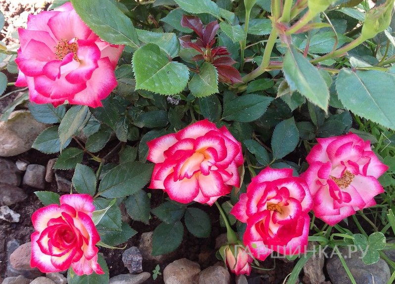 Роза Свит Симфони миниатюрная, Imperial Rose