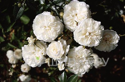 Роза Свани почвопокровная, Тантау (лиц)