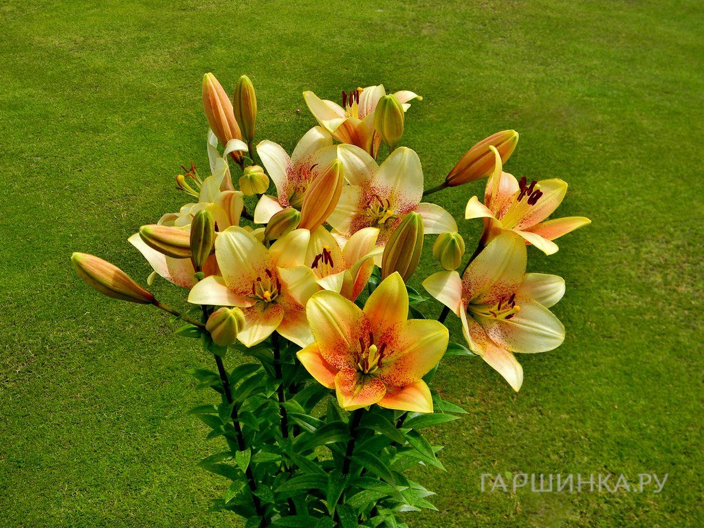 Лилия Свит Дезайр ЛА-гибрид/2шт