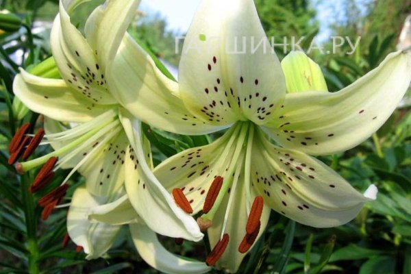 Лилия Свит Саррендер тигровая