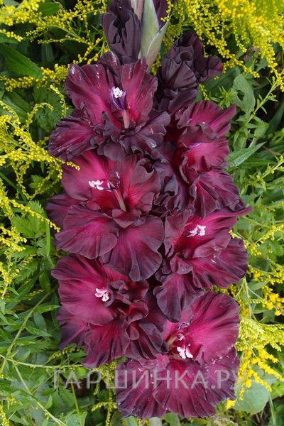 Гладиолус Таинство ночи