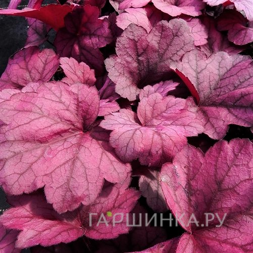 Гейхера Джорджия Плам