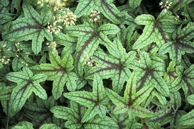 Гейхерелла Кимоно