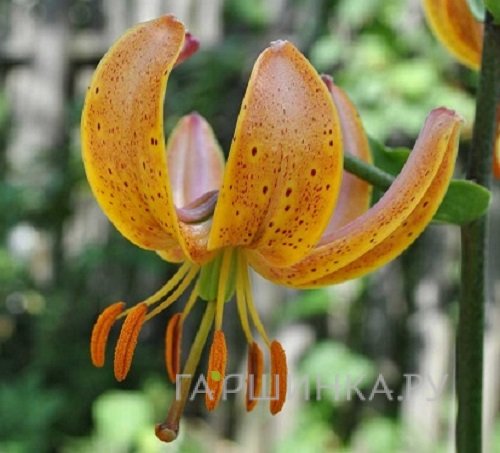 Лилия Террас Сити кудреватая