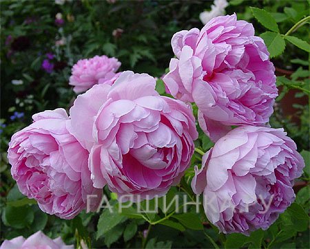 Роза Зе Инжениус Мр.Файечайлд, Д.Остин кустарниковая (лиц)