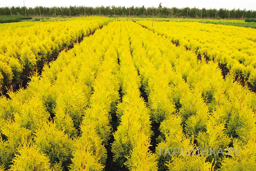 Туя западная Мария