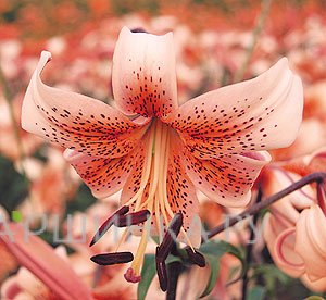 Лилия Тайгер Бейбиз тигровая /2 шт