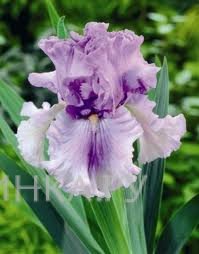 Ирис бородатый Таймскейп
