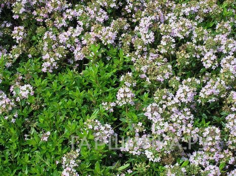 Тимьян Грюн