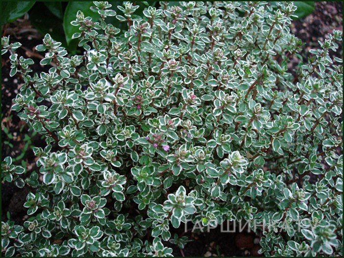 Тимьян лимоннопахнущий Сильвер Куин