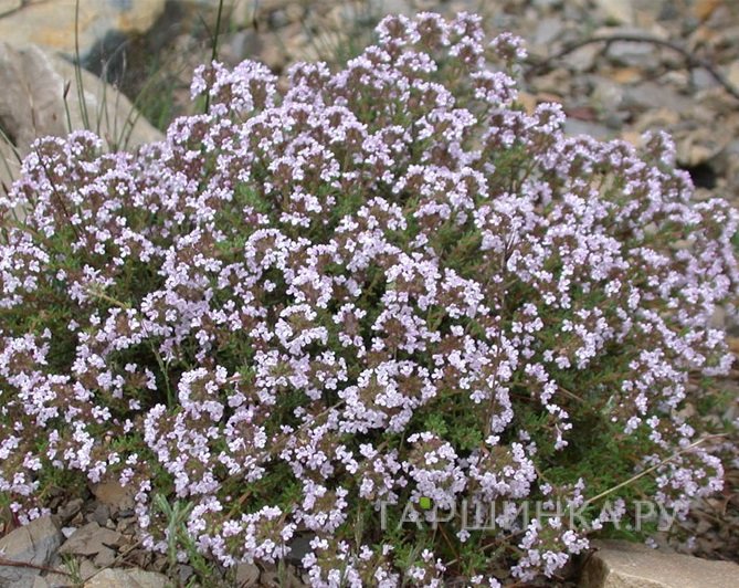 Тимьян обыкновенный