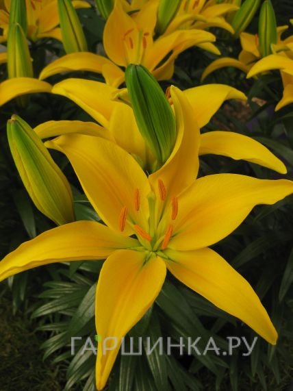 Лилия Тайни Десерт азиатская низкорослая/2шт