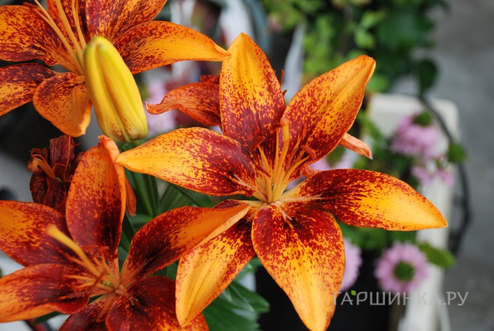 Лилия Тайни Оранж Сенсейшен азиатская низкорослая/2шт