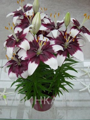 Лилия Тайни Падхай азиатская низкорослая /2шт