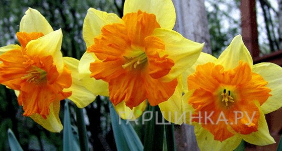 Нарцисс Тиритомба разрезнокорончатые 5шт.