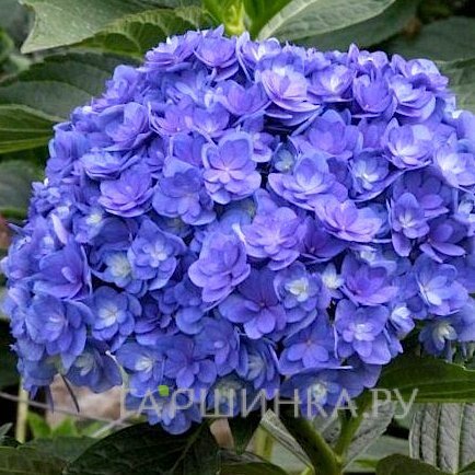 Гортензия Тугезе (Вместе) крупнолистная ремонтантная (серия Ты и Я)